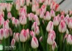 Tulipa Sinfonie ® (3)